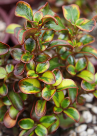 Coprosma 'Tequila Sunrise'